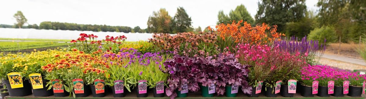 Exklusive ammerländer Stauden pano2.jpg