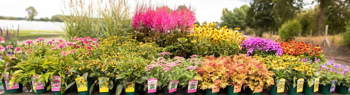 Exklusive Stauden pano3.jpg